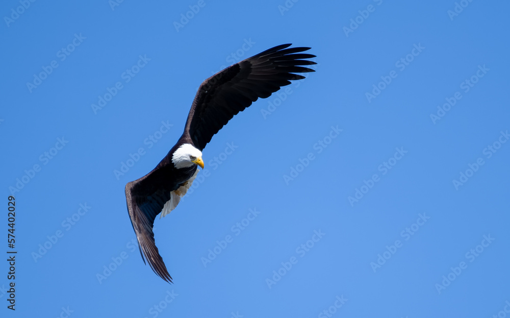 Naklejka premium Eagle making a turn in the sky