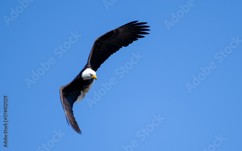 Eagle making a turn in the sky