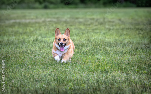 Corgi dog running in the grass