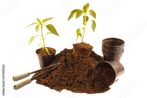 Φωτογραφία land seedlings for transplanting gardening