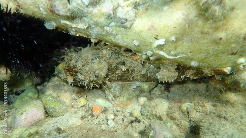 Tableau sur toile Black scorpionfish or European scorpionfish, small-scaled scorpionfish (Scorpaen