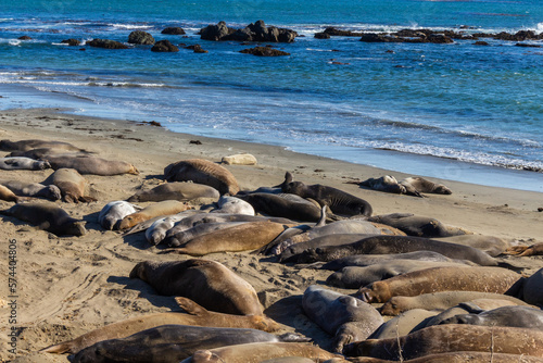 Elephant seals, mirounga angustinostris, group sleeping on the sand in a late afternoon at Elephant Seal Vista Point, along Cabrillo Highway, Pacific California Coast, USA.