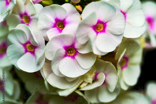 Close-up of white and pink phlox.