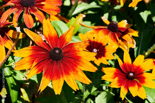 Close-up of a red and yellow coneflower  Rudbeckia fulgida  in front other defocussed coneflowers.