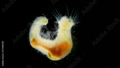 Worm Polychaeta, family Flabelligeridae under a microscope. Known as bristle-cage worms, long chaetae forming a fan-like arrangement surrounding, head can inside-out head. Barents Sea photo