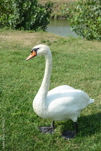 A white swan stands on green grass in a park against the backdrop of a lake or pond and a blue sky. close-up of a swan