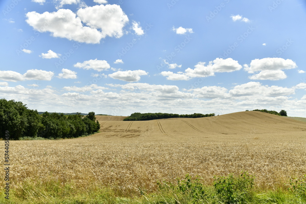 Champs de blé à perte de vue sur une petite colline sur les hauteurs de Vendoire au Périgord Vert 