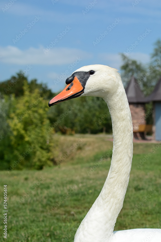 A white swan stands on green grass in the park against the blue sky. close-up of a swan A white swan stands on green grass in the park against the blue sky. close-up of a swan