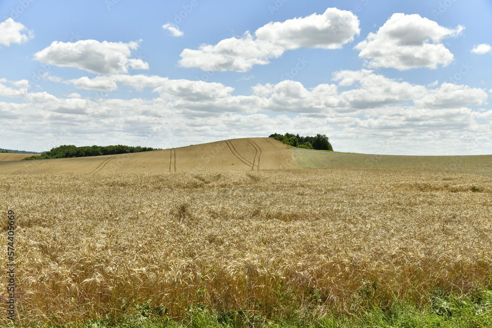 Champs de blé à perte de vue sur une petite colline sur les hauteurs de Vendoire au Périgord Vert 
