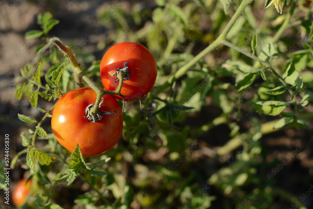 Ripe red tomatoes. two ripe tomatoes on a green branch. Home-grown tomato vegetables outdoors. Autumn harvest of vegetables on an organic farm.