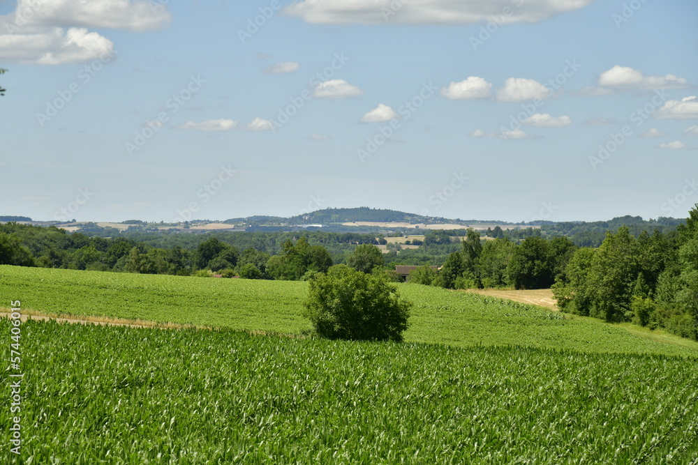 Arbuste isolé en plein champs au Périgord Vert Arbuste isolé en plein champs au Périgord Vert