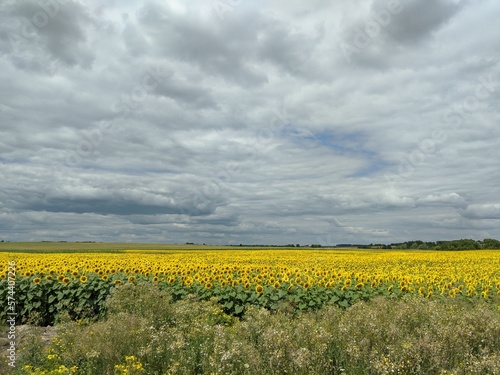 field of sunflowers