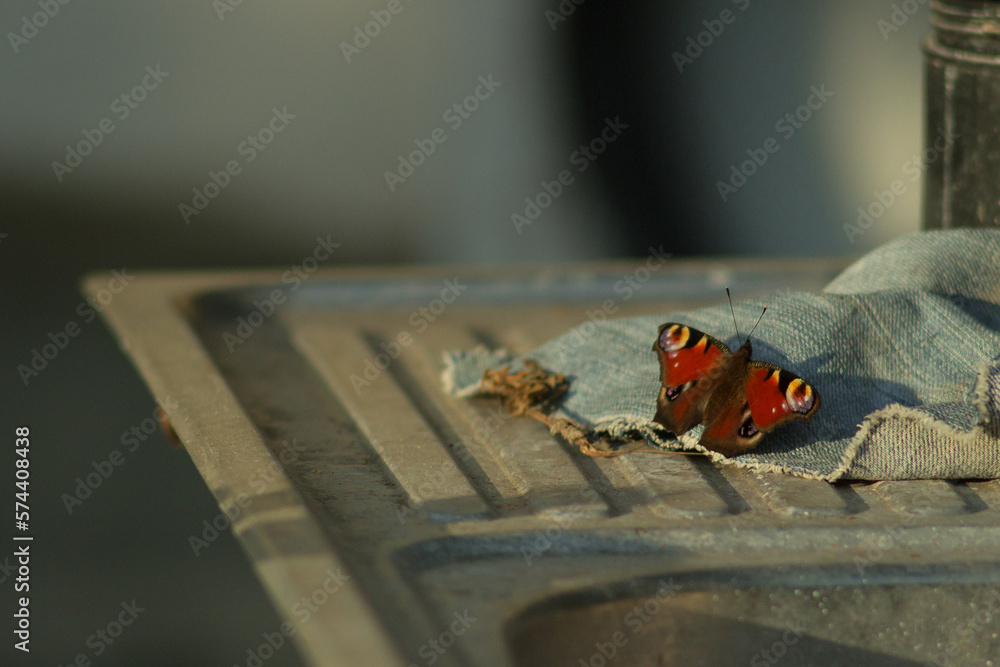 Colorful beautiful butterfly sits on a piece of fabric on a blurred background. Empty space for text.