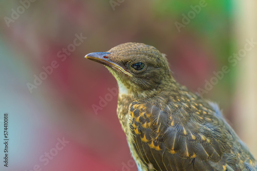 A wild bird in the Amazon rainforest (Fawn-breasted bowerbird)