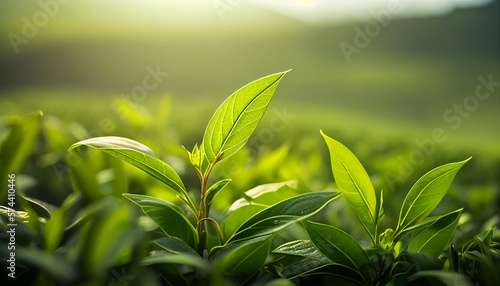 Green tea bud fresh leaves with soft light.Green tea is a popular beverage consumed around the world. It is also popular as a health drink.