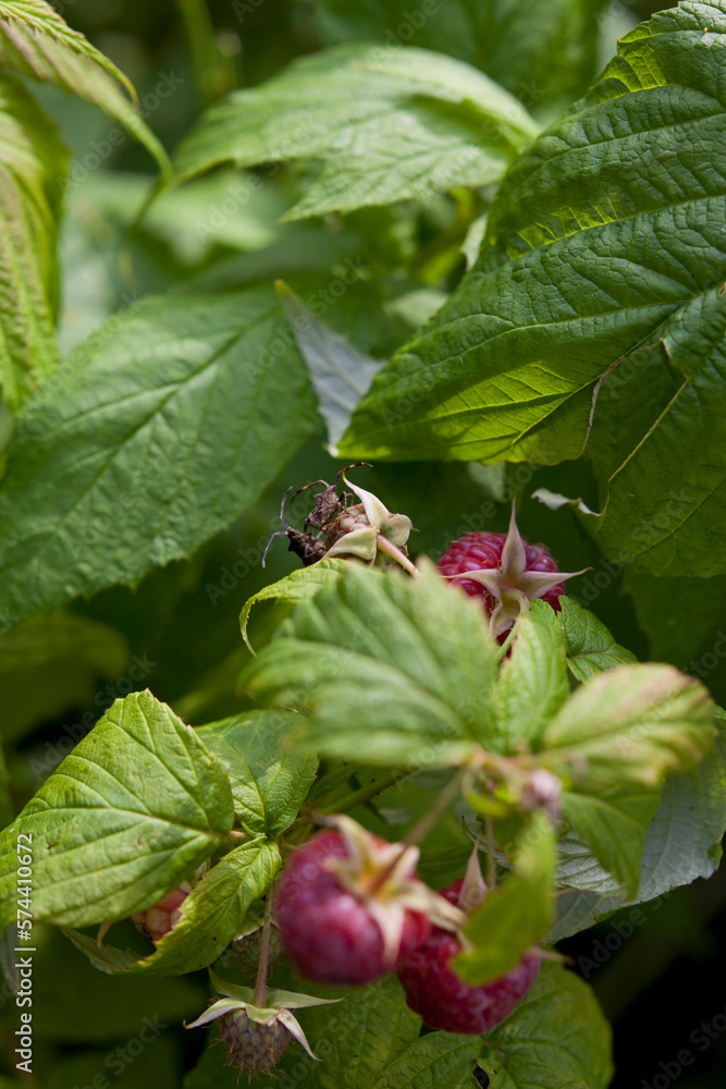 Red raspberry bush with fruit and flowers in wild food garden, with bees and other polinators. Red raspberry bush with fruit and flowers in wild food garden, with bees and other polinators.