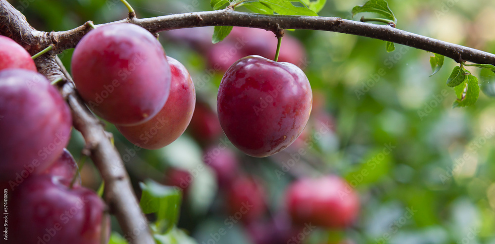 Orchard plum renkloda opal with purple pink sweet fruit. Orchard plum renkloda opal with purple pink sweet fruit.