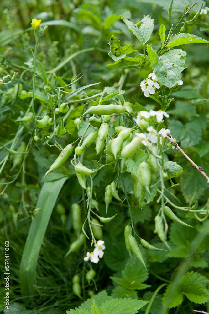 Radish mature plants with flowers and green edible seed pods. Radish mature plants with flowers and green edible seed pods.