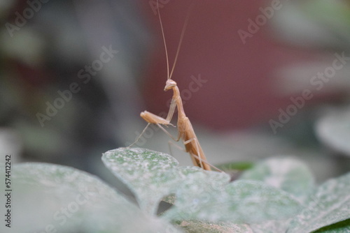 grasshopper (mantodea) on a leaf