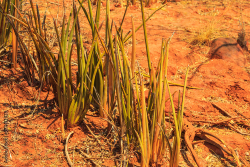Sansevieria stuckyi in Waterberg Plateau National Park, Kalahari, Otjiwarongo, Namibia, Africa. photo