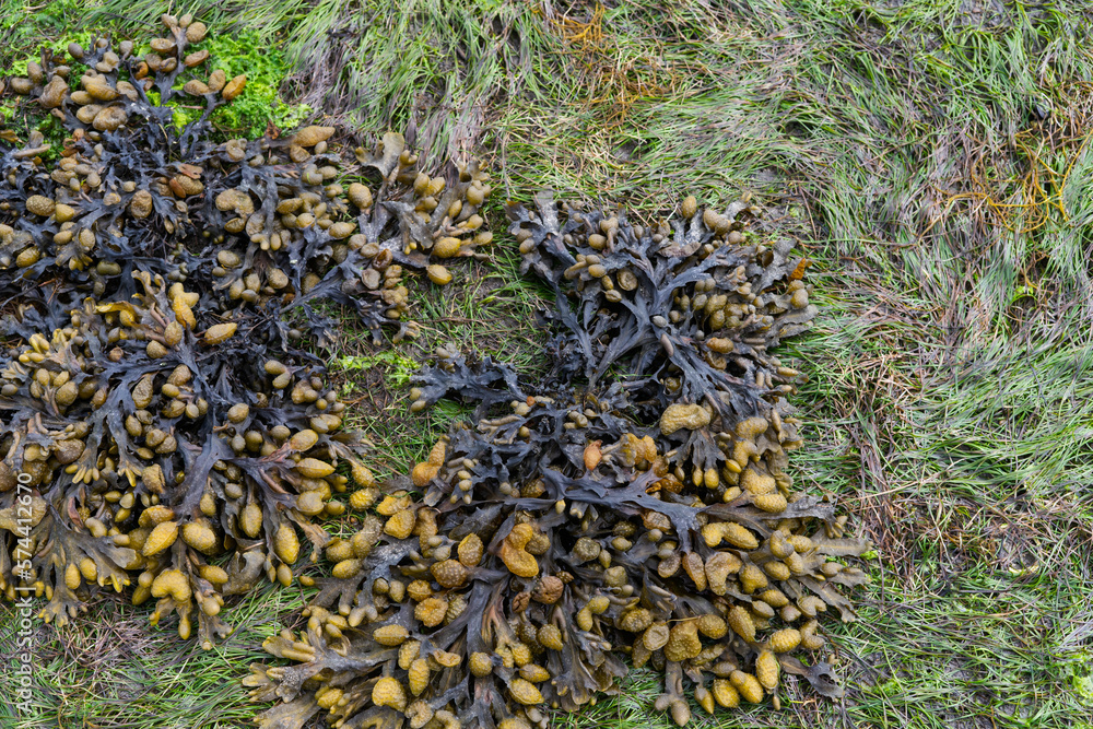 Fucus spiralis. Brown algae on beach vegetation. Copy space. Fucus spiralis. Brown algae on beach vegetation. Copy space.