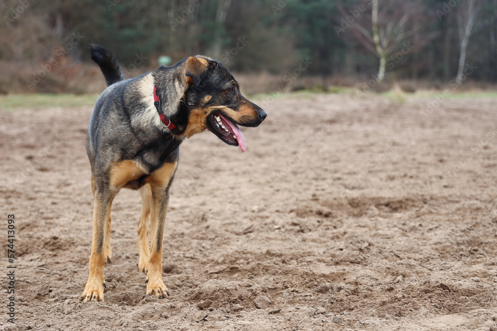 Hond in het zand Hond in het zand