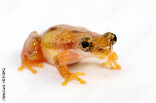 Kleiner Bananenfrosch // Lesser banana frog (Afrixalus brachycnemis) 