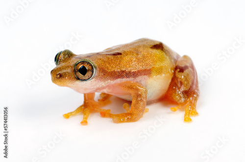 Lesser banana frog // Kleiner Bananenfrosch (Afrixalus brachycnemis) 