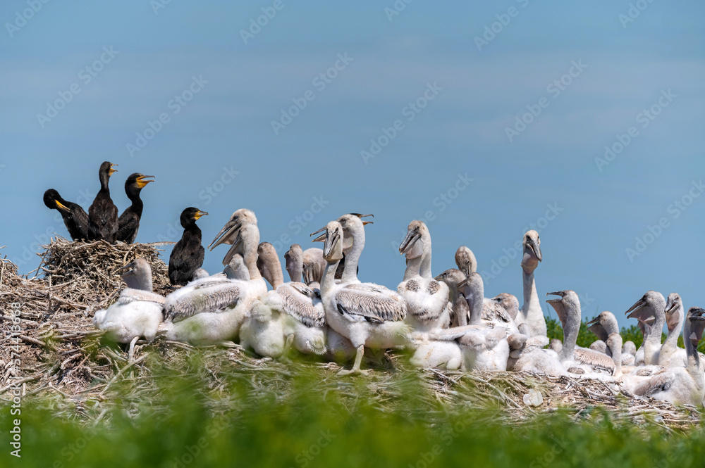 Dalmatian pelican and great cormorant nest colony Dalmatian pelican and great cormorant nest colony