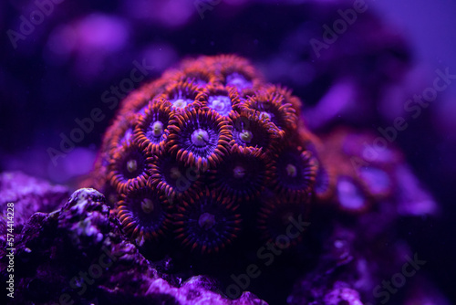 image of a coral