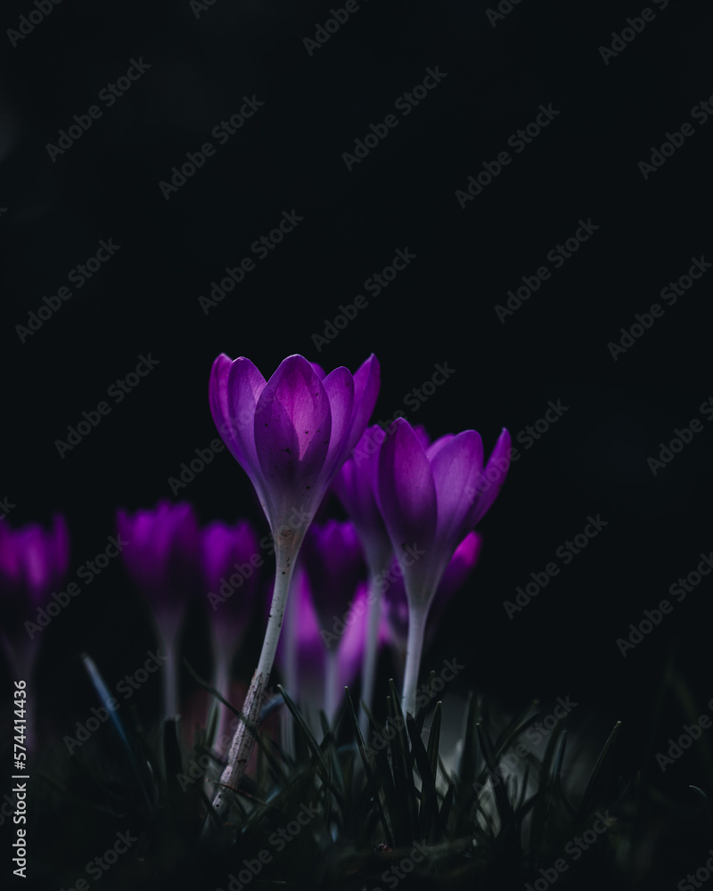 purple crocus flower purple crocus flower