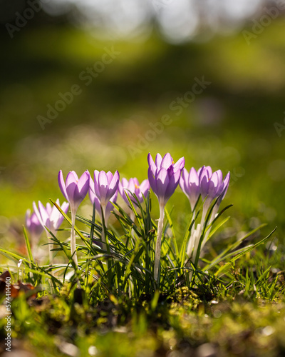 spring crocus flowers