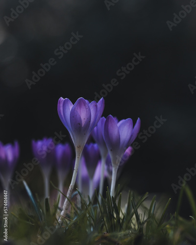 purple crocus flower © MACRO BLOOMS