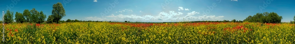 Panorama of a rape field with red poppies in the foothills on a hot summer day