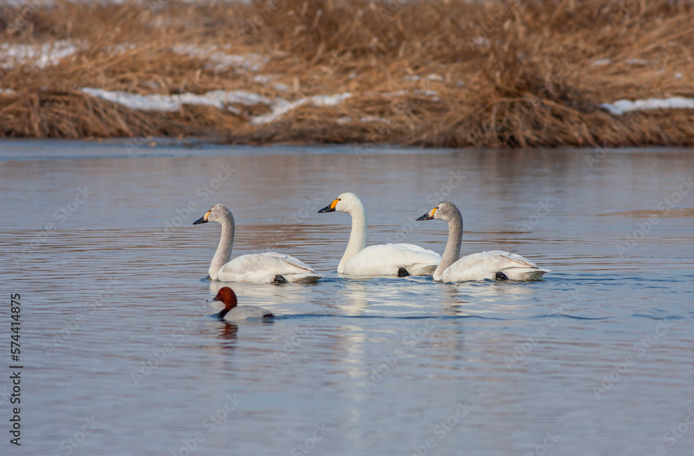 large waterfowl in its natural habitat, Mute Swan, Cygnus olor large waterfowl in its natural habitat, Mute Swan, Cygnus olor