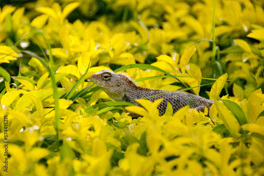 Naklejka premium Lagarto entre las flores amarillas