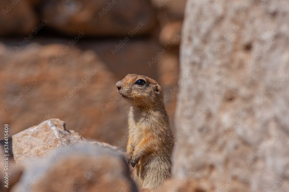 Spermophilus chipmunk ground squirrel gelengi Spermophilus chipmunk ground squirrel gelengi