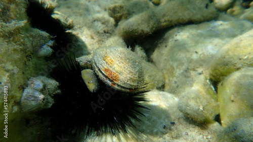 Fényképezés Warty venus shell or warty venus, clam (Venus verrucosa) undersea, Aegean Sea, G