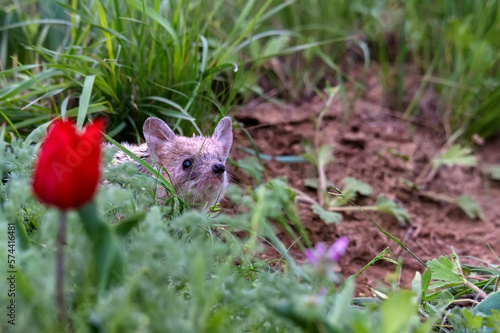 Long-eared hedgehog or Hemiechinus auritus at its habitat photo