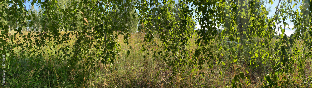 background of hanging birch branches with bright juicy leaves background of hanging birch branches with bright juicy leaves