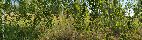 background of hanging birch branches with bright juicy leaves