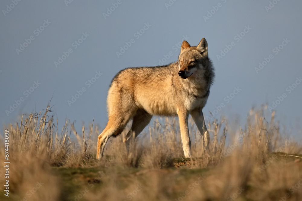 Fototapeta premium Eurasian wolf or Canis lupus lupus walks in steppe