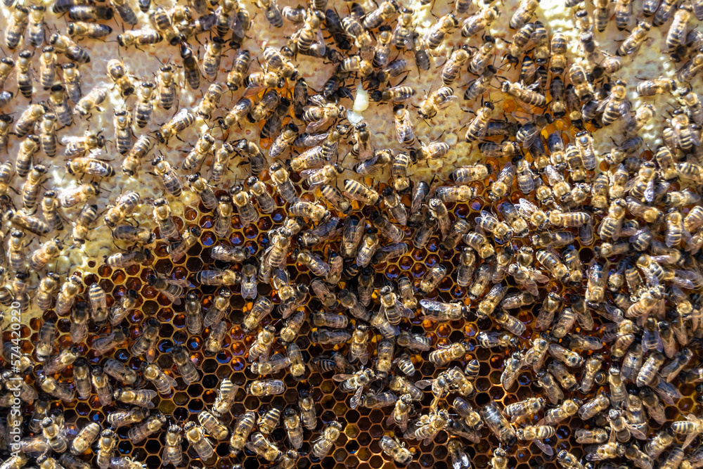 Abstract hexagon structure is honeycomb from bee hive filled Abstract hexagon structure is honeycomb from bee hive filled