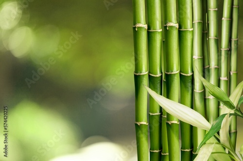 Sugar cane on plantation green background.