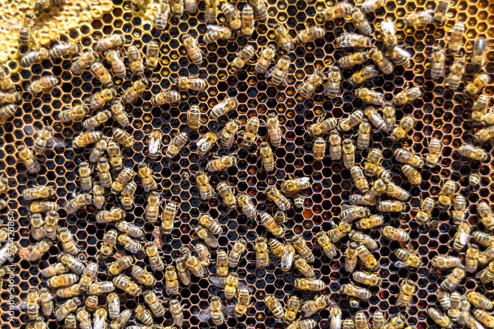 Abstract hexagon structure is honeycomb from bee hive filled Abstract hexagon structure is honeycomb from bee hive filled