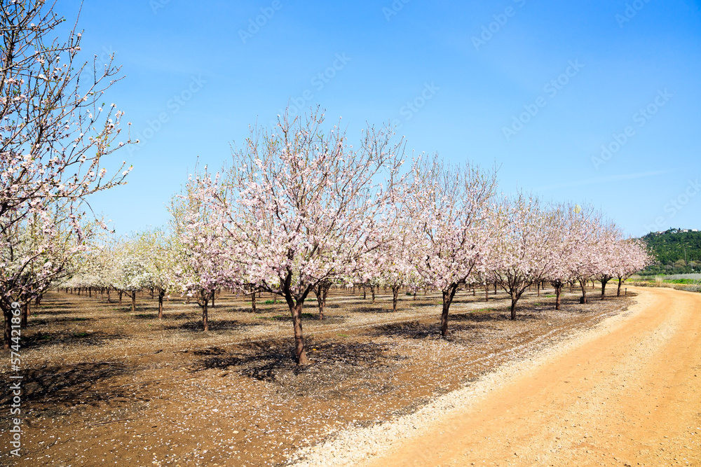 Fototapeta premium Lovely grove