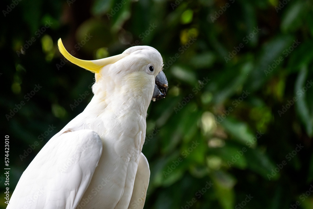 Sulphur-Crested Cockatoo (Cacatua galerita) Sulphur-Crested Cockatoo (Cacatua galerita)