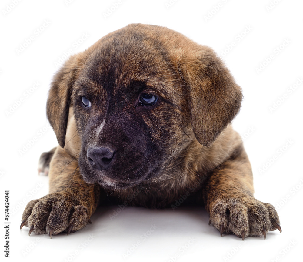 One brown puppy.