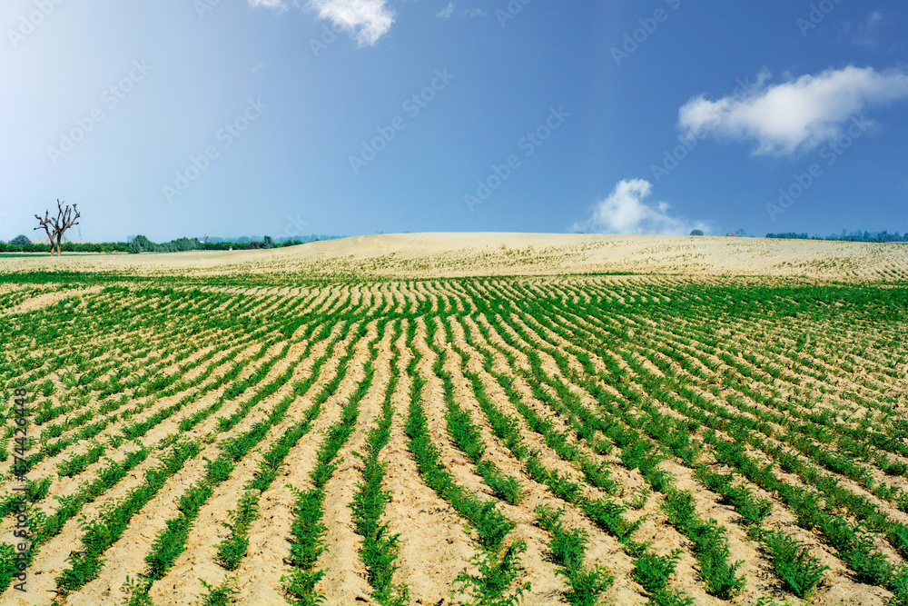 Rows of gram crop in the desert