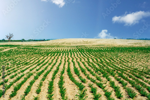 Rows of gram crop in the desert
